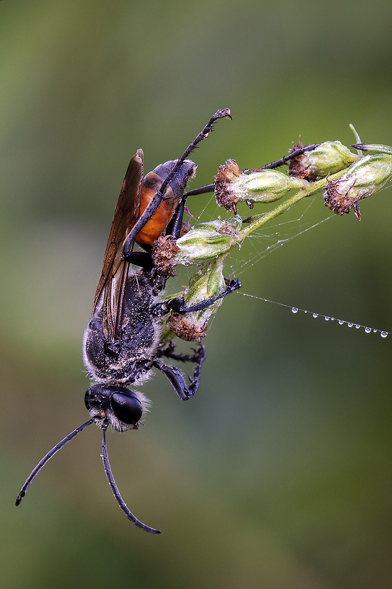 Imenottero?  S, Sphecidae: Sphex cfr. funerarius